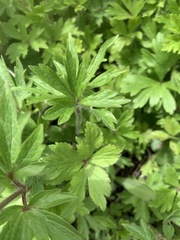 Anemonoides sylvestris