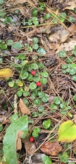 Mitchella repens, photograph (c) Heather Mazzaccaro, some rights reserved (CC BY)