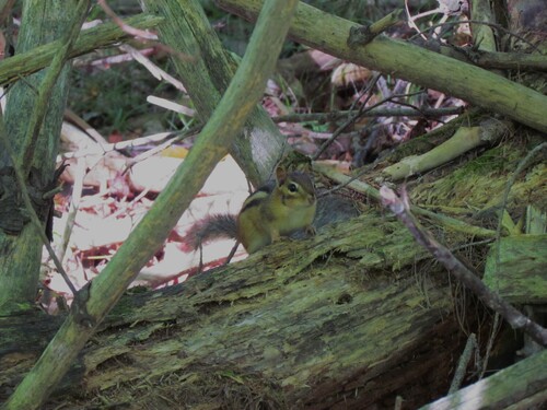 Eastern Chipmunk
