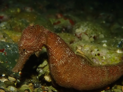 Hippocampus kuda observed 2026-09-26