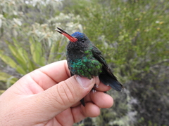 Chrysuronia grayi