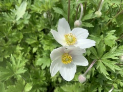 Anemonoides sylvestris