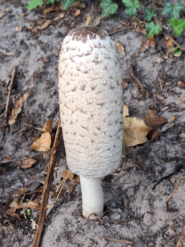 Shaggy Mane