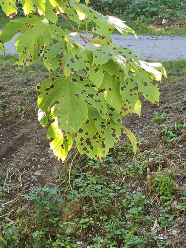 Black Tar Spot