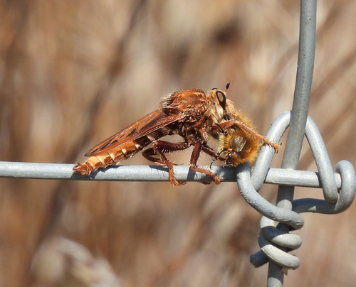 Hornet Robber Fly
