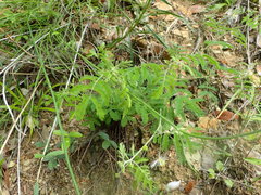 Desmanthus velutinus