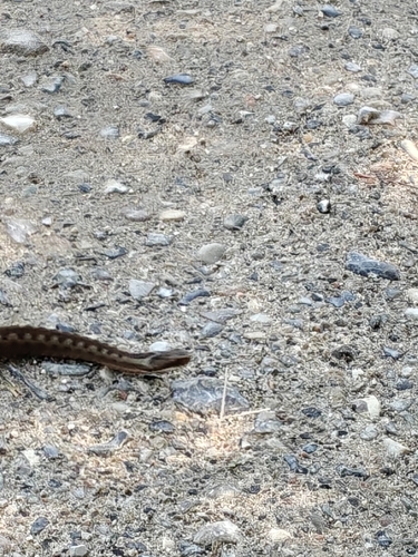 Adder