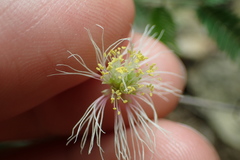 Desmanthus velutinus