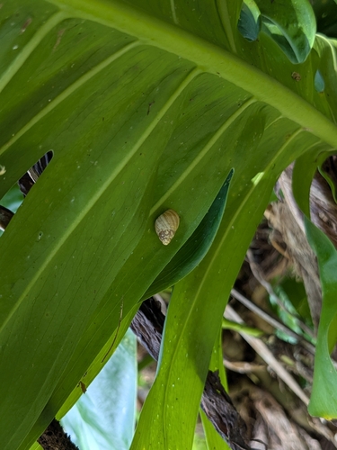 Partula radiolata observed 2026-09-04
