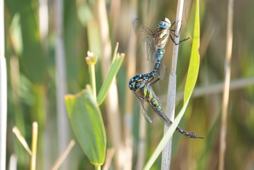 Migrant Hawker