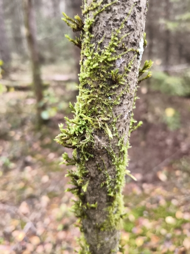 Lewinskya speciosa observed 2026-09-26