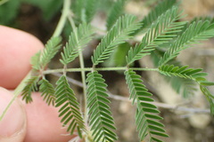 Desmanthus velutinus
