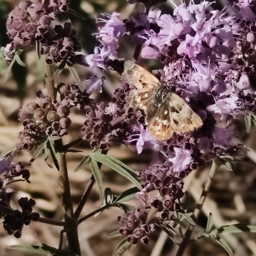 Mallow Skipper
