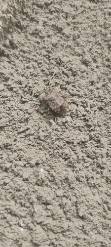 Brown Marmorated Stink Bug