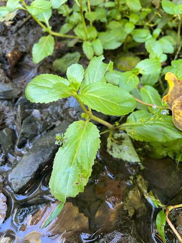 Brooklime