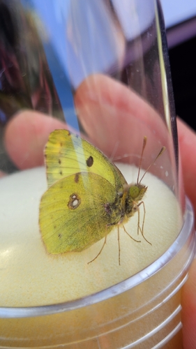 Berger's Clouded Yellow