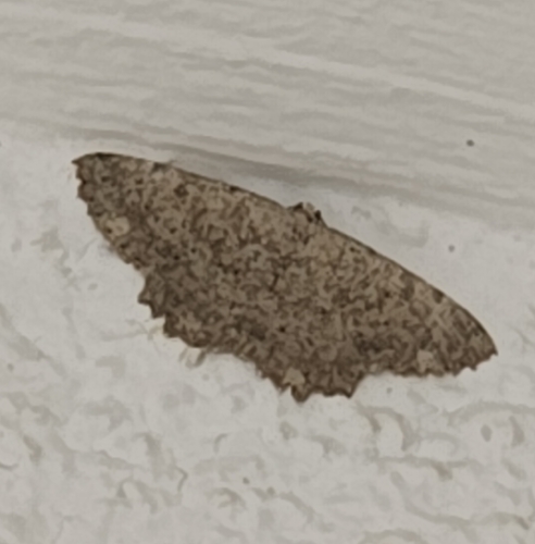 Dicrognophos sartata