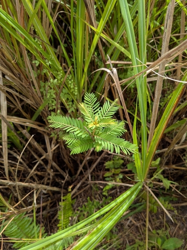 Phyllanthus saffordii observed 2026-09-05