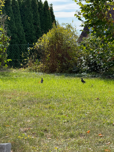 European Starling