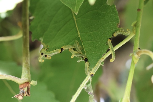 Lesser Willow Sawfly
