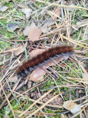 Fox Moth