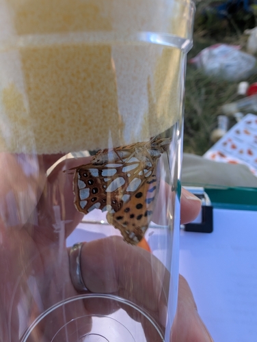 Queen of Spain Fritillary