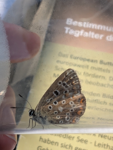 Common Blue