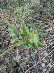 Heliopsis parvifolia