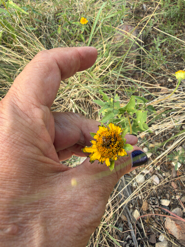Heliopsis parvifolia, photograph 2