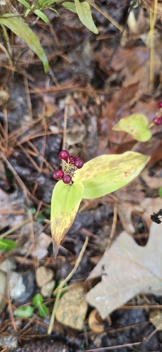 Maianthemum canadense, photograph 4