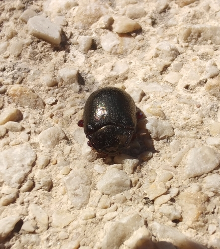 Bronze Beetle