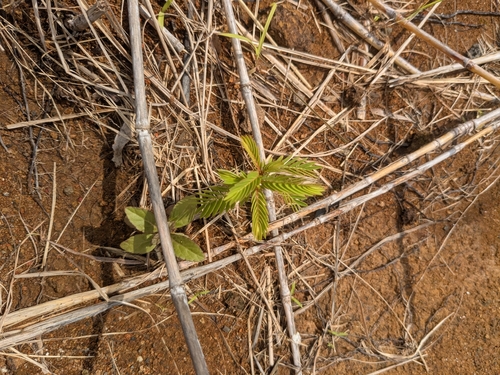 Phyllanthus saffordii observed 2026-09-05