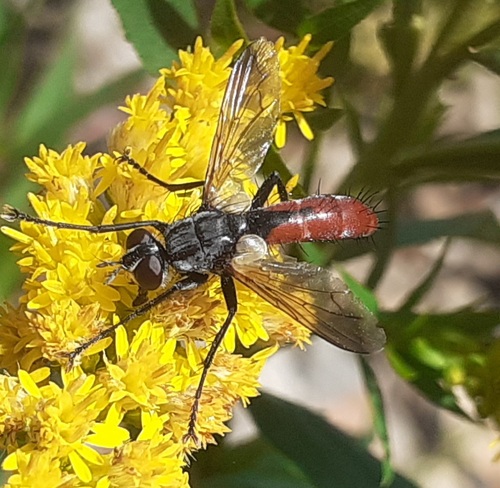 Cylindromyia bicolor