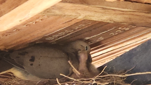 Eared Dove
