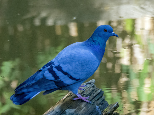 Feral Pigeon