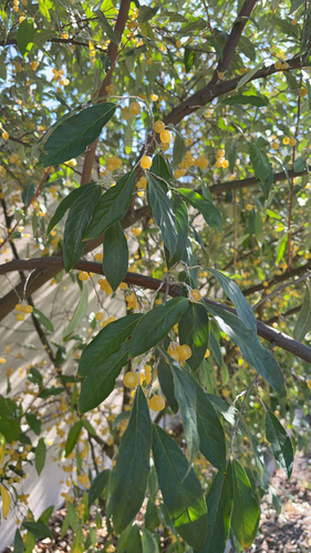 Russian olive