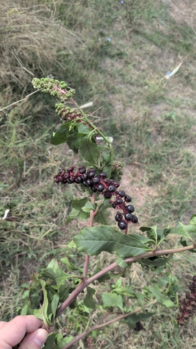 American pokeweed