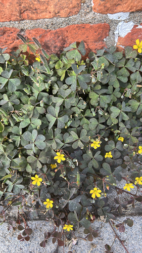 Creeping Woodsorrel