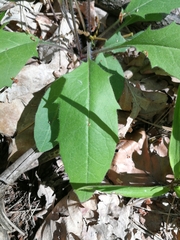 Hieracium lepidulum