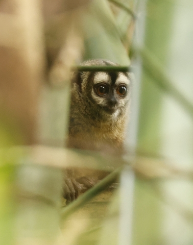 Brumback's Night Monkey