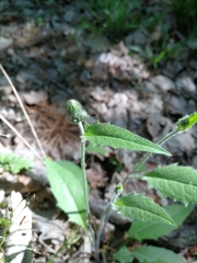 Hieracium lepidulum