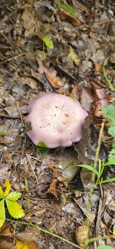 Blewit