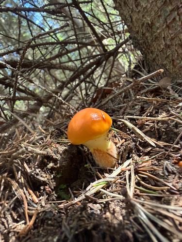 Larch Bolete