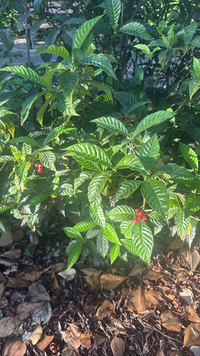 Shiny-leaved Wild Coffee