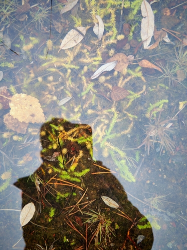 inundated bog clubmoss