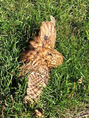 Tawny Owl
