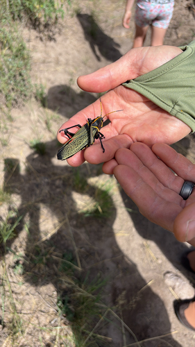Horse Lubber Grasshopper