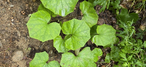 colt's-foot