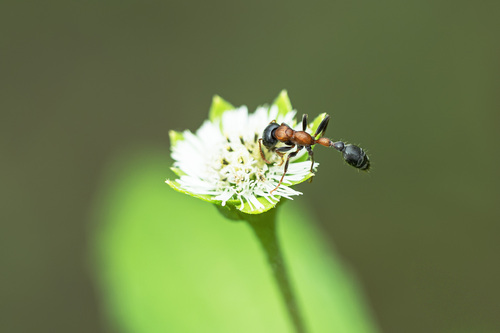 Arboreal Bicolored Slender Ant