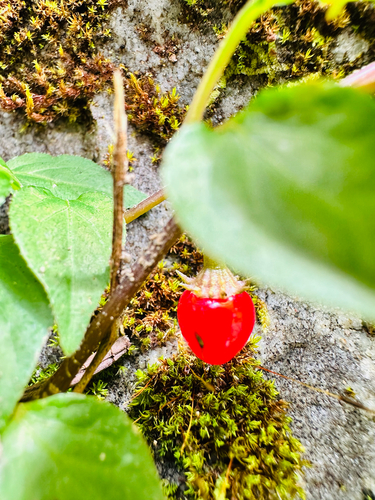 Lycianthes lysimachioides observed 2026-09-26
